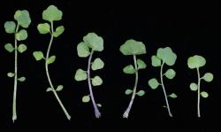 Cardamine hirsuta. Rosette leaves.
 Image: P.B. Heenan © Landcare Research 2019 CC BY 3.0 NZ